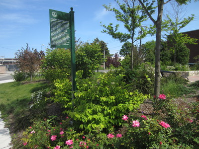 Pocket Park in East Somerville