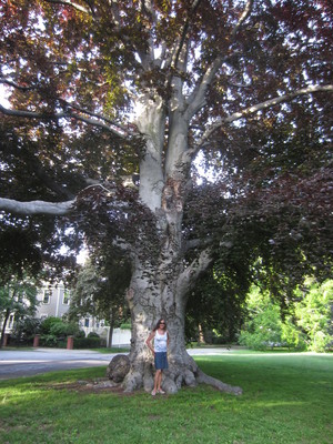 Jessica and beech tree