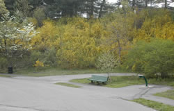Arnold Arboretum