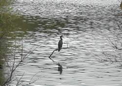 night heron