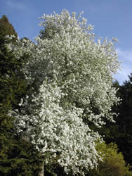 cherry crabapple tree