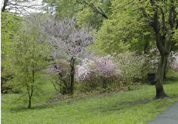 Arnold Arboretum