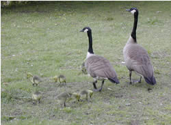 Goslings