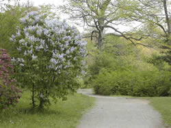 Lilacs